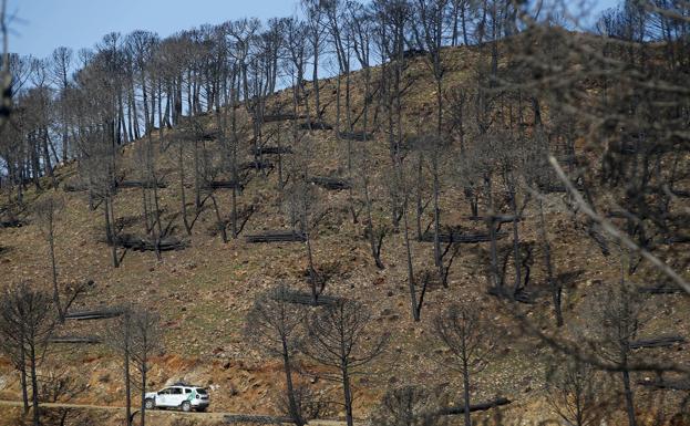 Abren las ayudas para los afectados por el incendio de Sierra Bermeja