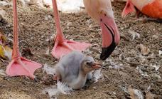 Nacen los primeros polluelos de flamenco en Bioparc Fuengirola