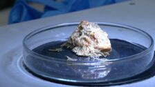 Científicos australianos estudian los corales blandos con una técnica que identifica su salud
