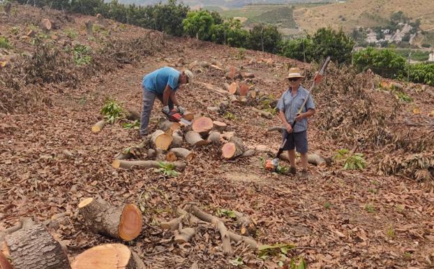 «He arrancado 600 aguacates porque no tengo agua para regarlos», Francisco Ruiz, agricultor de Vélez-Málaga