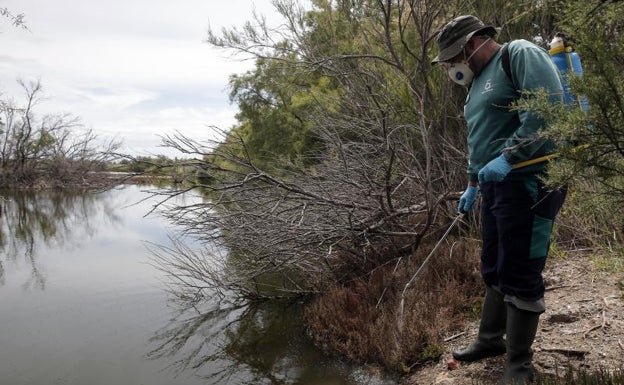 ¿Hay menos mosquitos tigre este verano en Málaga?