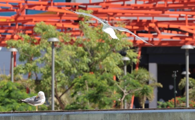 Las gaviotas roban el sueño a los malagueños y deterioran el patrimonio histórico