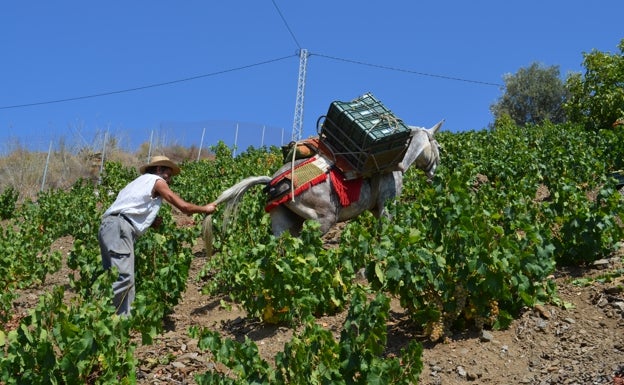 La inteligencia artificial, un aliado para mantener vivo el viñedo moscatel en la Axarquía