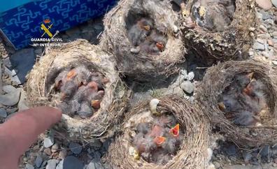 La Guardia Civil intercepta en Málaga a dos personas por expoliar nidos con crías de jilgueros