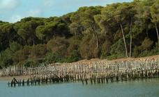 El acuífero de Doñana está en «situación de alerta»