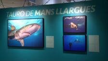La muestra 'Sharks de Brian Skerry' crea conciencia sobre la situación de los tiburones