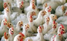 Sacrifican a miles de pollos de una granja de Andalucía por un brote de enfermedad de Newcastle