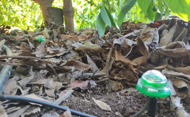 El invento que ahorra un 70% de agua en el riego