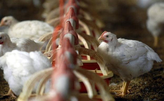 Detectan dos nuevos focos de la enfermedad de Newcastle en granjas de pollos andaluzas