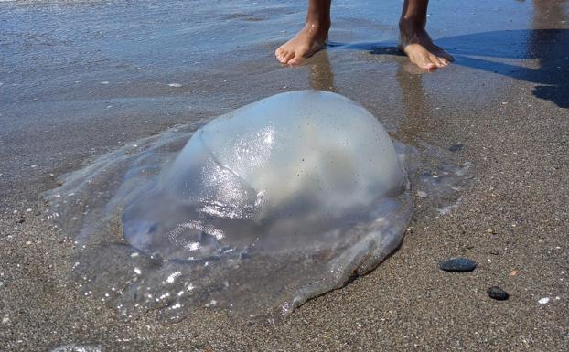 Alertan de una elevada presencia de medusas en el litoral occidental de Málaga
