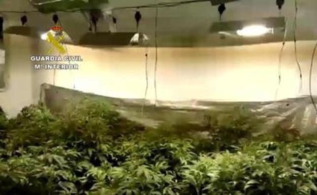 Cae una organización dedicada al cultivo interior de marihuana en una finca de Benalauría