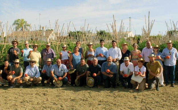 Comienza la temporada del tomate huevo de toro en las huertas del Valle del Guadalhorce