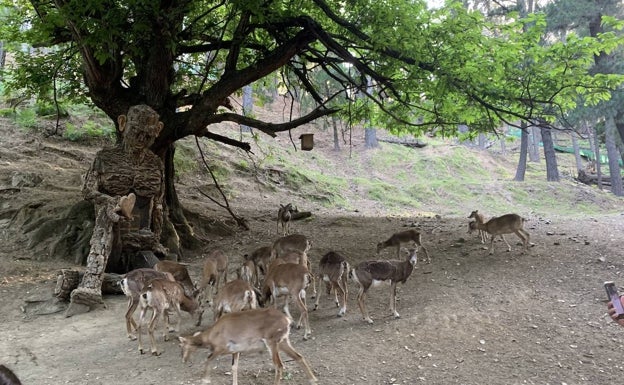 La Eco Reserva de Ojén busca voluntarios para alimentar a la fauna