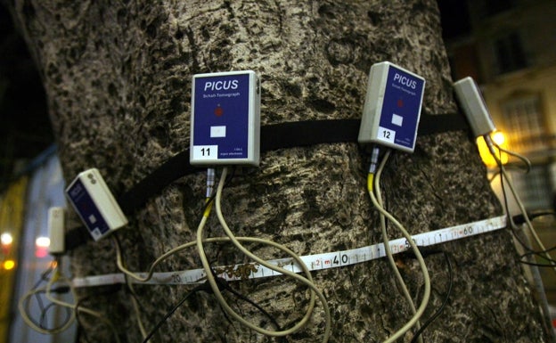 Una investigación de la UMA y Sando medirá en Málaga los beneficios de los árboles