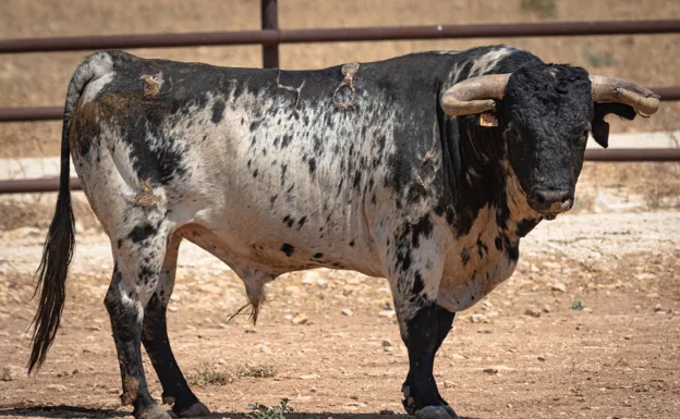 Variedad de capas en los toros para el festejo de Fuengirola