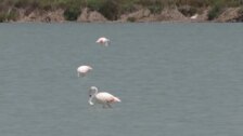 La cría de flamencos en la laguna rosa de Torrevieja florece un año más