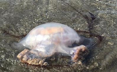 Alertan de una alta concentración de medusas en el litoral occidental de Málaga