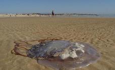 Alertan este martes de una alta concentración de medusas en las playas de Málaga, desde la capital hasta Manilva