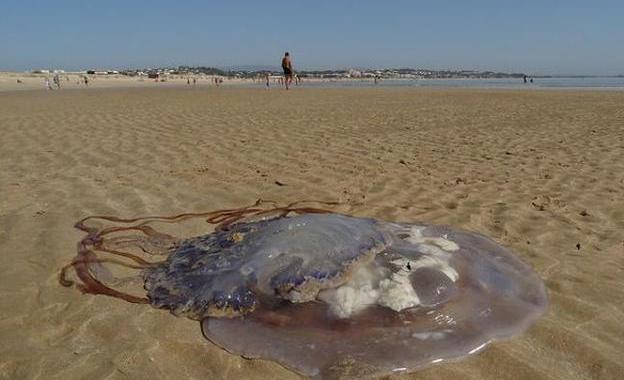 Alertan este martes de una alta concentración de medusas en las playas de Málaga, desde la capital hasta Manilva