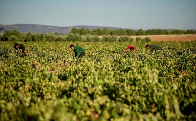 Las olas de calor de este verano reducirán la cosecha de vino