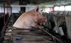 Restauran la función de órganos de cerdos muertos con una tecnología aplicable a humanos