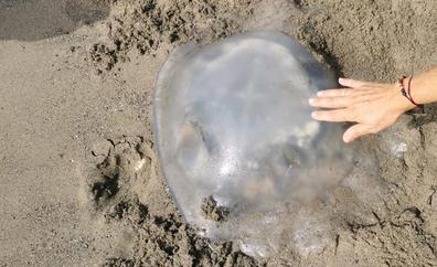 Alertan de una alta concentración de medusas este miércoles en la capital y costa occidental de Málaga