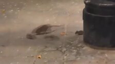Quejas vecinales por ratas en Barcelona, Sevilla y Madrid