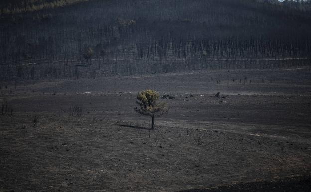 La mano del hombre está detrás de la mitad del monte calcinado en 15 días