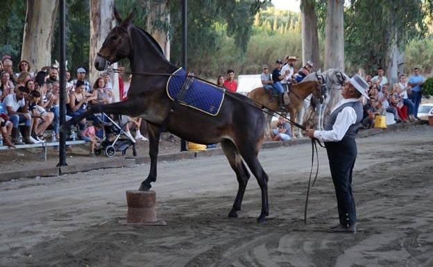 La Feria de Ganado de Coín reúne a 500 ejemplares en tres días de fiesta con «éxito» de participación