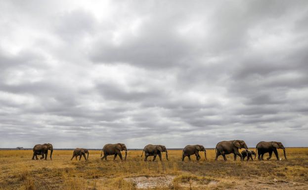 WWF denuncia que 20.000 elefantes mueren cada año por tráfico de márfil