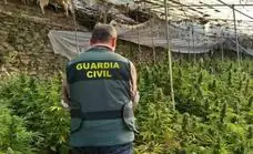 Interceptada una furgoneta que iba de Málaga a Alicante con 1.500 plantones de cannabis sativa