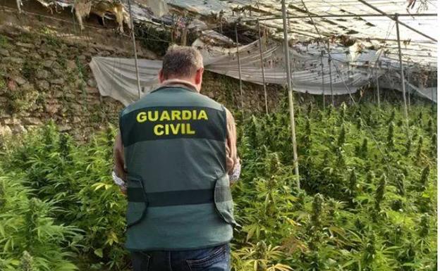 Interceptada una furgoneta que iba de Málaga a Alicante con 1.500 plantones de cannabis sativa