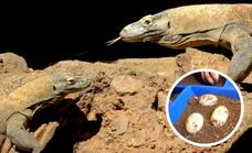 Ora, la hembra dragón de Komodo de Bioparc Fuengirola, pone doce huevos