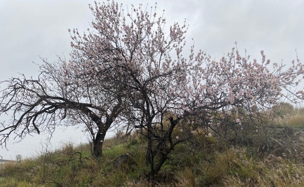 Asaja recomienda a los agricultores «aguantar» hasta que suba la cotización para vender la cosecha de almendras