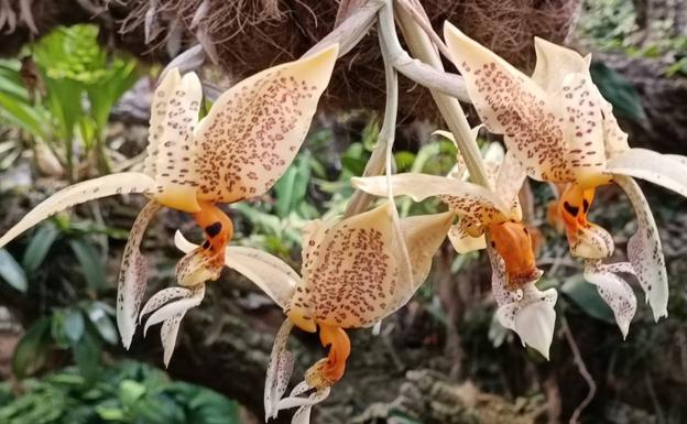 La 'stanhopea oculata': la orquídea con fragancia a chocolate blanco de Estepona