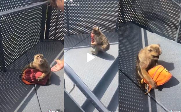 Turistas huyen a gritos de los monos de Gibraltar tras robarle la mochila
