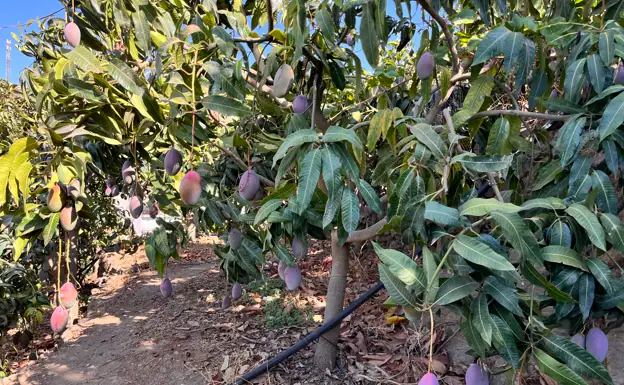 El mango, inmune a la sequía: la cosecha crece un 28% hasta las 32.000 toneladas