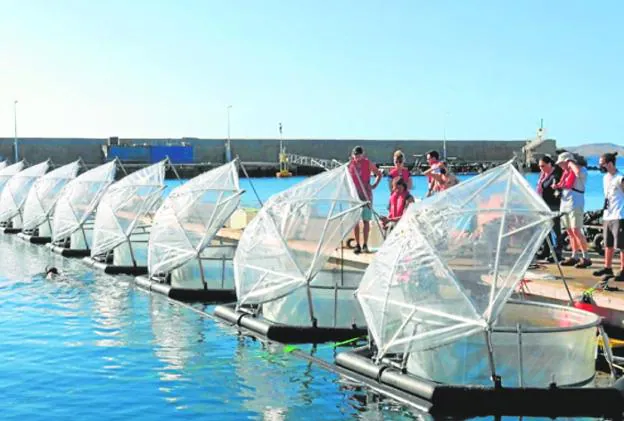 El potencial del medio marino es objeto de experimentos como el que está llevando a cabo la Universidad de Málaga. 