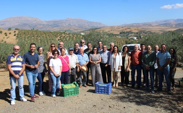 Comienza la campaña de la Aceituna Aloreña con un descenso de producción por las «lluvias tardías»