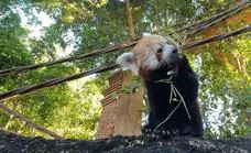 Bioparc Fuengirola celebra el Día Internacional del panda rojo, un animal único en peligro de extinción
