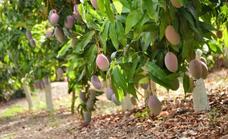 Mercadona desvela cuál es el origen de sus mangos
