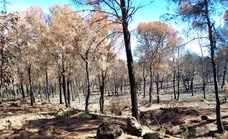 Comienza en Alhaurín el Grande la primera fase de las obras de reforestación de la Sierra de Mijas tras el incendio de julio