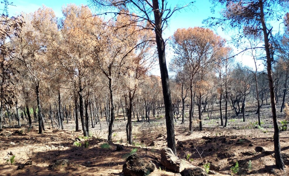 Comienza en Alhaurín el Grande la primera fase de las obras de reforestación de la Sierra de Mijas tras el incendio de julio