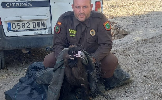 Rescatan un buitre negro que estaba desorientado en Frigiliana