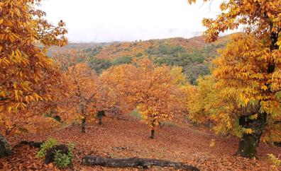 12 rutas de senderismo para disfrutar el otoño en Málaga