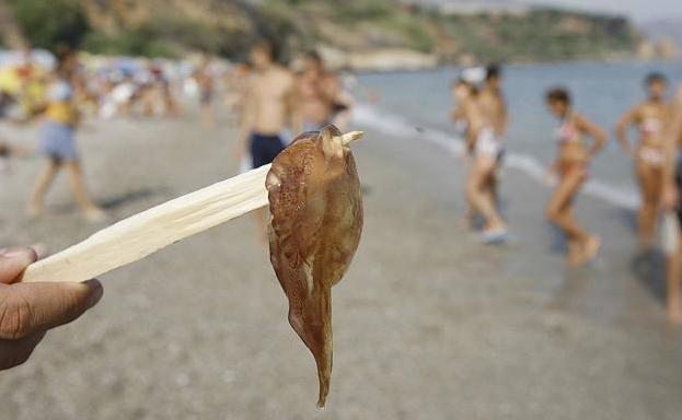 El levante y otros factores que provocaron la alta concentración de medusas este verano en las playas de Málaga
