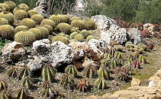 El mundo del cactus se da cita en Casarabonela