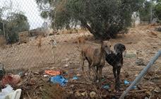 Condenan a dos cazadores a 18 meses de cárcel por maltratar a 29 perros en la «finca de los horrores» de Cabra