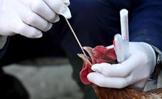 Andalucía no cuenta con ningún caso positivo de gripe aviar en humanos: «Tenemos un control exhaustivo»