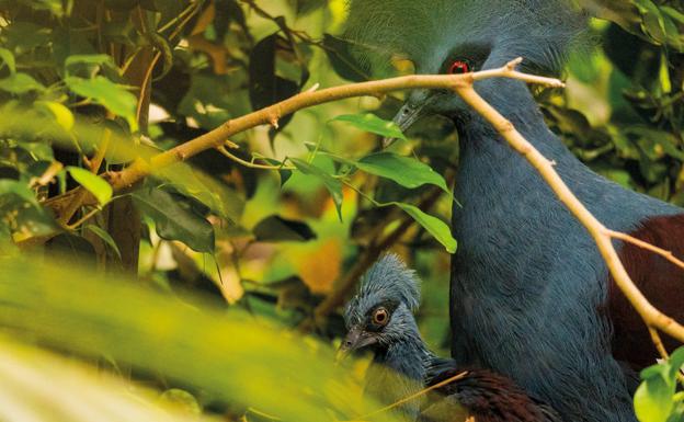 Nace en Bioparc Fuengirola una cría de paloma coronada occidental, la más grande del mundo